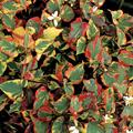 Houttuynia cordata